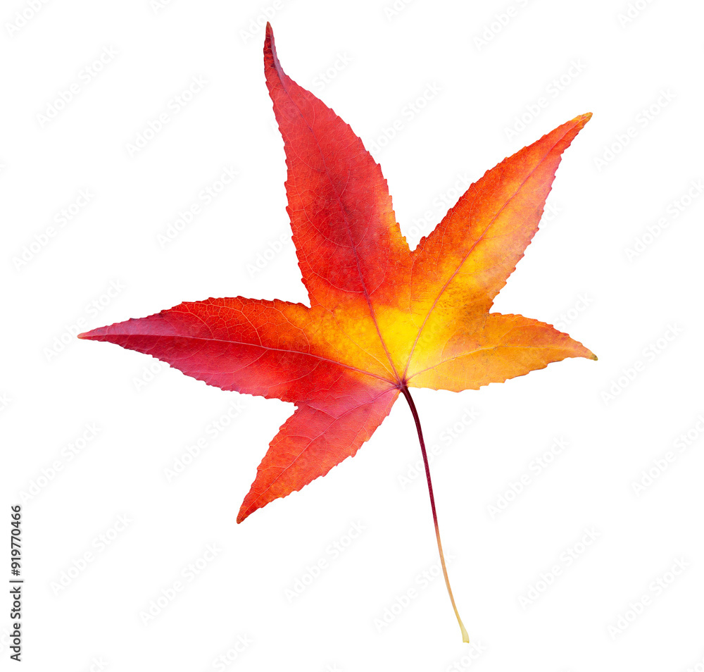 Autumn maple leaf isolated on transparent background. Png file Autumn maple leaf isolated on transparent background. Png file