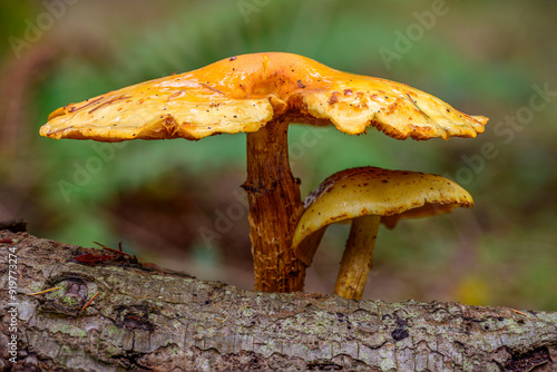 Mushrooms Growing From Decaing Log photo