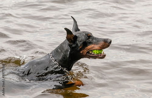 A dog swims in the river and carries a ball to its owner