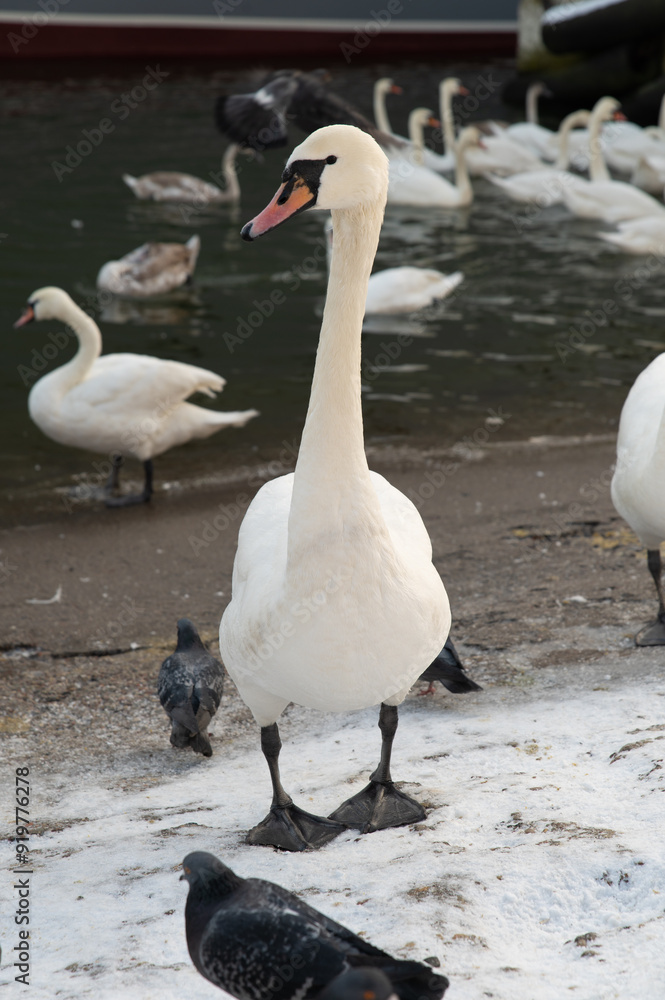 Obraz premium A red-billed swan feeds on a river embankment with pigeons