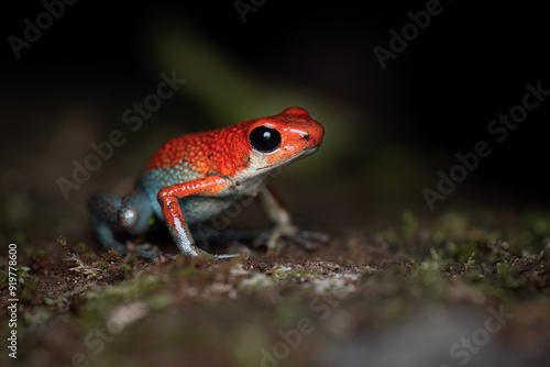 Tableau sur toile Granular poison frog (Oophaga granulifera) Osa Peninsula, Costa Rica