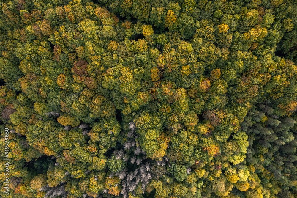 Top down autumn wood. Nature beautiful background. Aerial top view of autumn forest with colorful trees.