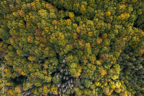 Obraz na płótnie Top down autumn wood. Nature beautiful background. Aerial top view of autumn forest with colorful trees. w salonie