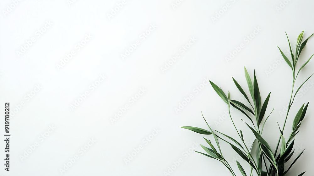 Minimalist green branch, foliage isolated on white background with copy space Minimalist green branch, foliage isolated on white background with copy space