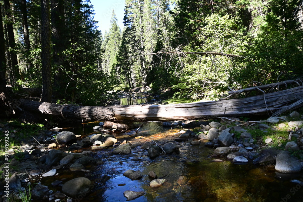 Obraz premium tree in the woods