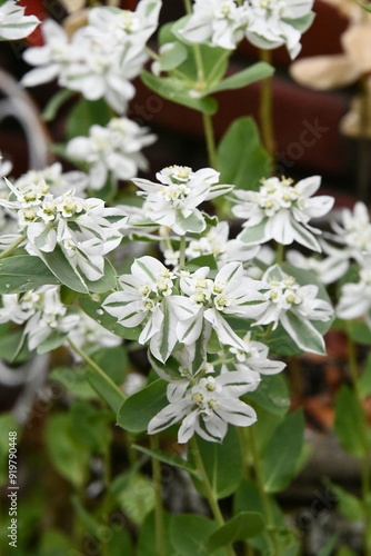 White and Green Flowers