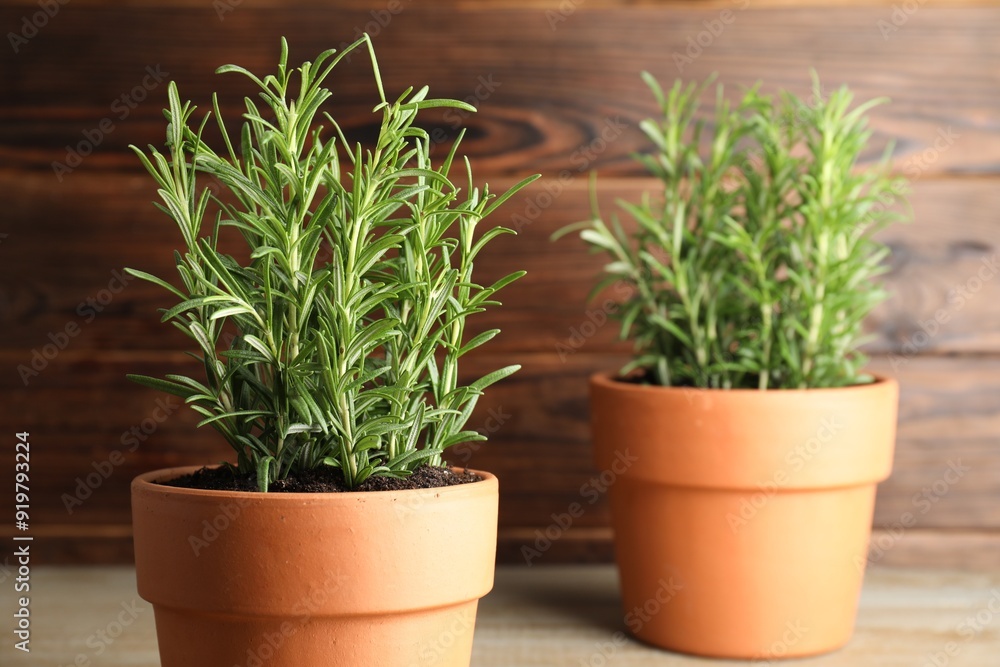 Fototapeta premium Rosemary plants growing in pots on wooden table. Aromatic herb