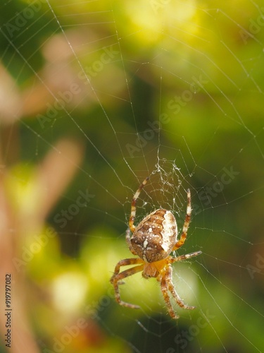 spider on the web