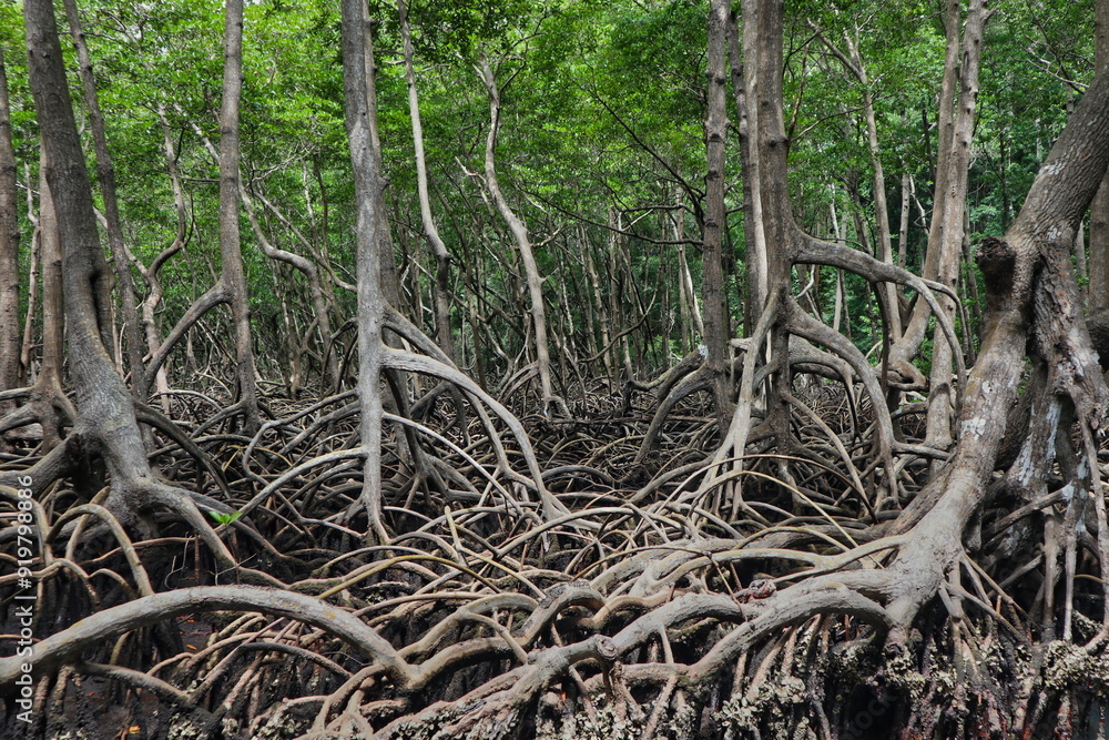 A dense mangrove forest with tangled roots and spindly trees reaching towards the sky. A dense mangrove forest with tangled roots and spindly trees reaching towards the sky.