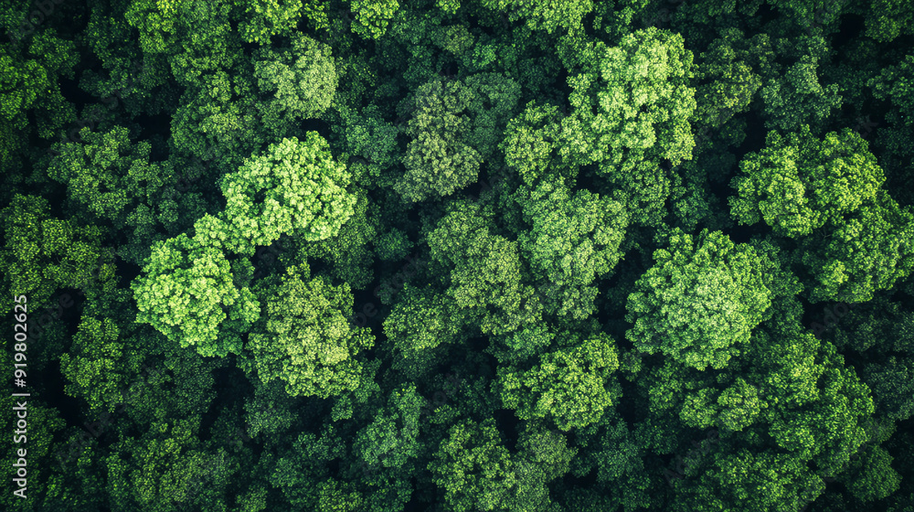 Aerial view of a forest canopy, showing the dense, unbroken expanse of treetops Aerial view of a forest canopy, showing the dense, unbroken expanse of treetops