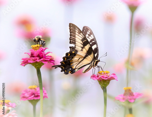 tiger swallowtail butterfly on flower