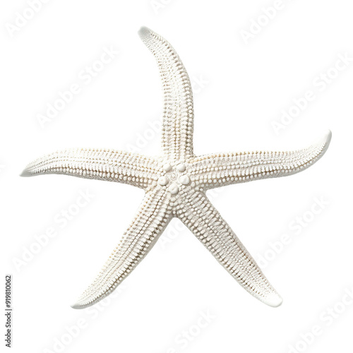 White starfish isolated on white or transparent background photo