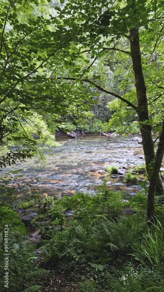 Tranquil Forest River with Green Foliage Tranquil Forest River with Green Foliage