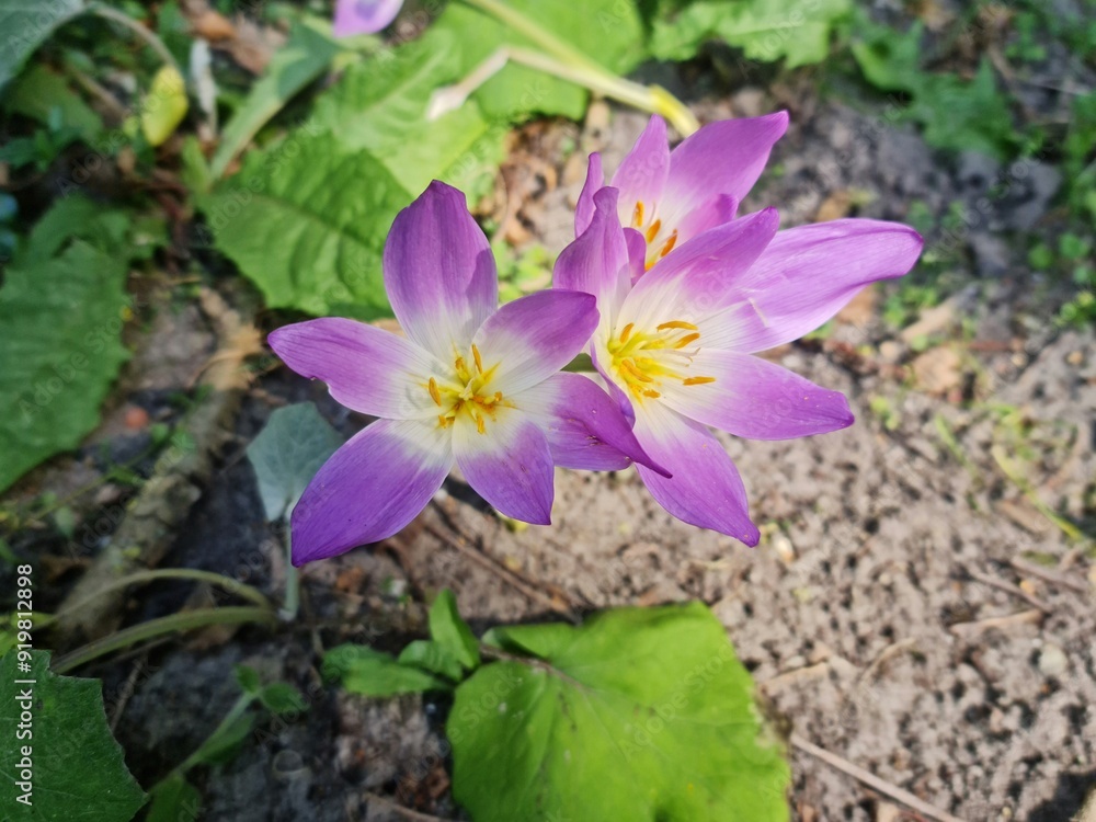purple crocus flower Colchicum speciosum purple crocus flower Colchicum speciosum