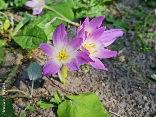 purple crocus flower Colchicum speciosum