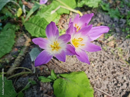 purple crocus flower Colchicum speciosum