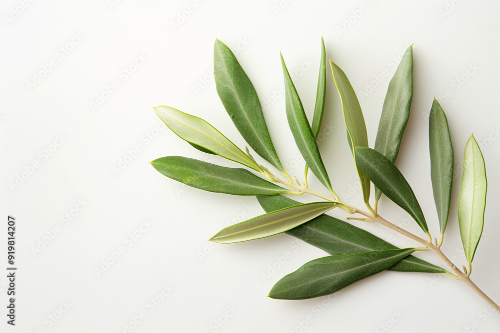 A single olive branch with vibrant green leaves against a clean white background. Perfect for minimalist and nature-inspired designs. A single olive branch with vibrant green leaves against a clean white background. Perfect for minimalist and nature-inspired designs.