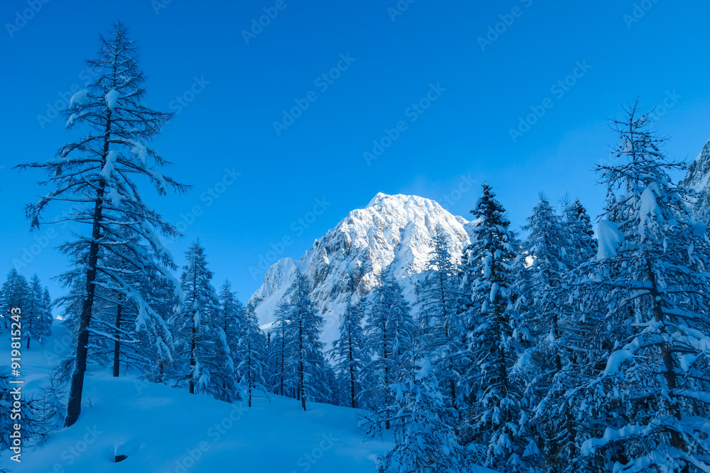 Fototapeta premium Panoramic view of snow capped mountain peaks of Karawanks mountain range in Bärental valley, Carinthia, Austria. Frozen tree branches in winter wonderland in Austrian Alps. Ski touring at sunrise