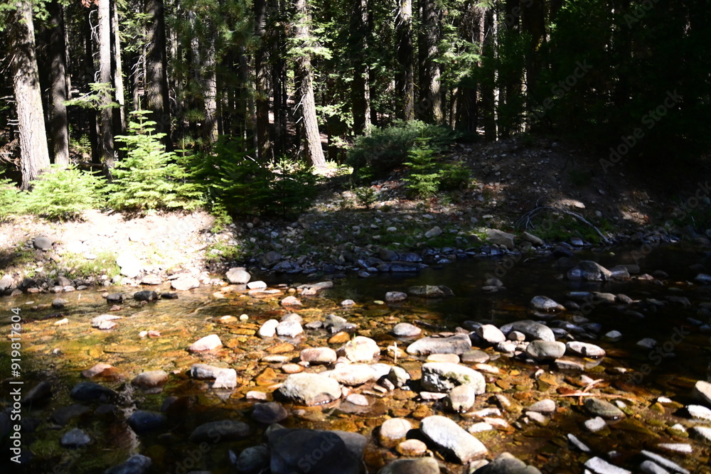 stream in the forest stream in the forest