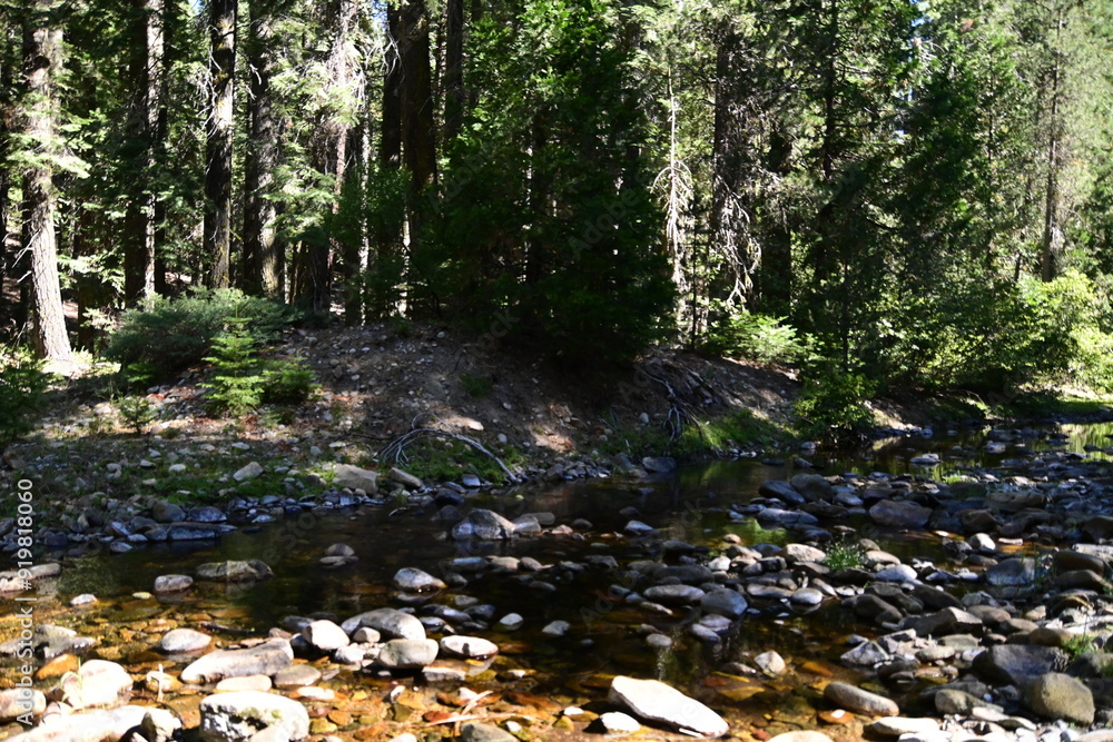 stream in the forest stream in the forest