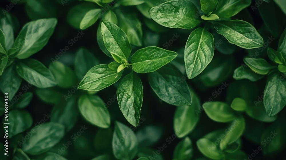 Close-up of green leaves Close-up of green leaves
