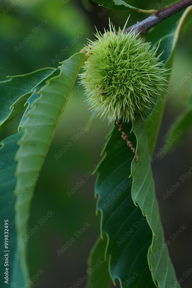 Branch of edible chestnuts; chestnut burr, female flower, dried male flower and leaves ; Castanea Sativa or Castanea Vesca; close up photography	