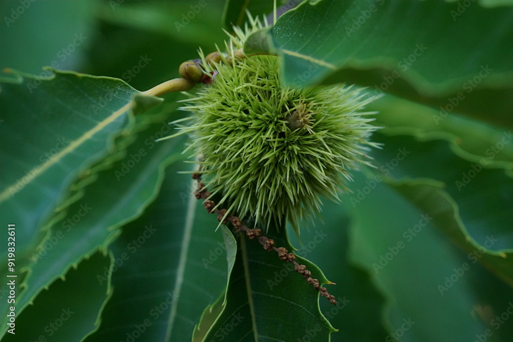 Branch of edible chestnuts; chestnut burr, female flower, dried male flower and leaves ; Castanea Sativa or Castanea Vesca; close up photography Branch of edible chestnuts; chestnut burr, female flower, dried male flower and leaves ; Castanea Sativa or Castanea Vesca; close up photography