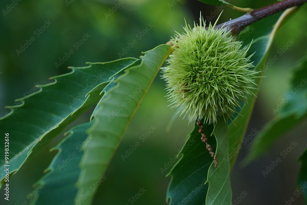Branch of edible chestnuts; chestnut burr, female flower, dried male flower and leaves ; Castanea Sativa or Castanea Vesca; close up photography Branch of edible chestnuts; chestnut burr, female flower, dried male flower and leaves ; Castanea Sativa or Castanea Vesca; close up photography