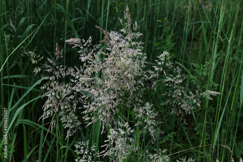 Wolliges Honiggras (Holcus lanatus) photo