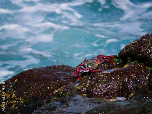 Wallpaper Mural Big red crab on a volcanic lava rock stone near the sea at the background of turquoise water Torontodigital.ca