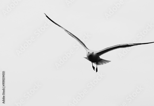 Seagull with open wings fly high in the sky