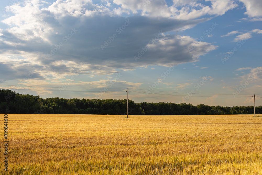 A field of yellow grass with a cloudy sky in the background A field of yellow grass with a cloudy sky in the background