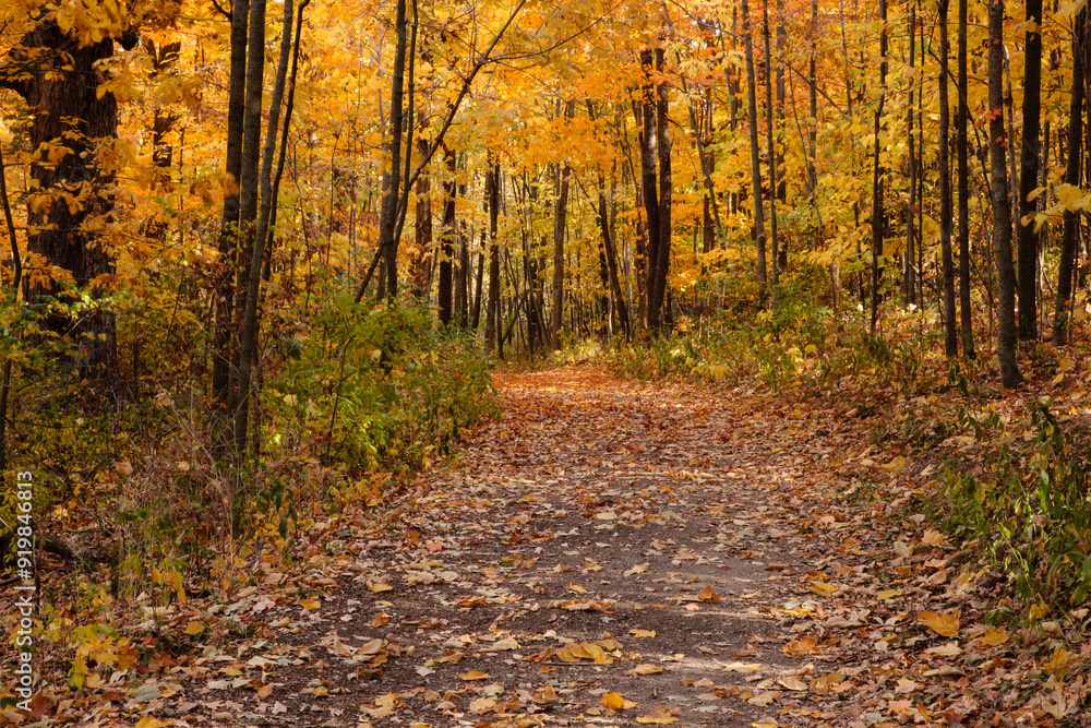 Obraz premium A hiking trail within the Pike Lake Unit, Kettle Moraine State Forest, Harford, Wisconsin is colorfully surrounded by the autumn trees in early October.