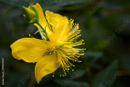 Yellow flower of St. John's wort (Hypericum oblongifolium) photo