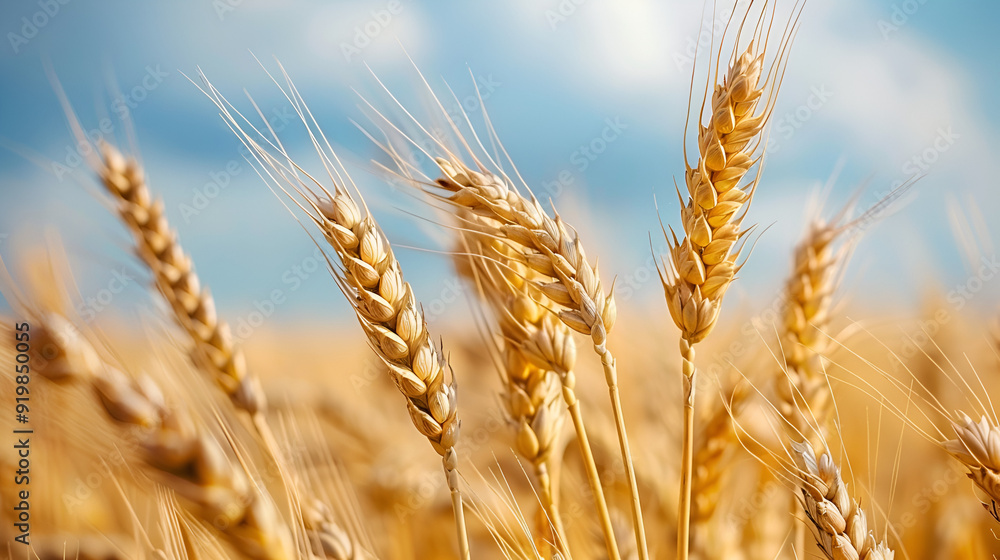 Lovely field with strong, healthy ears full with juicy wheat Lovely field with strong, healthy ears full with juicy wheat