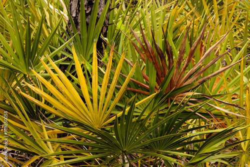 Palmettos growing thick, and changing colors under a longleaf pine in Topsail Hill Preserve State Park, Santa Rosa Beach, Florida in late April photo