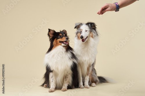 Photography two dogs hugging together. Beautiful shelties in studio