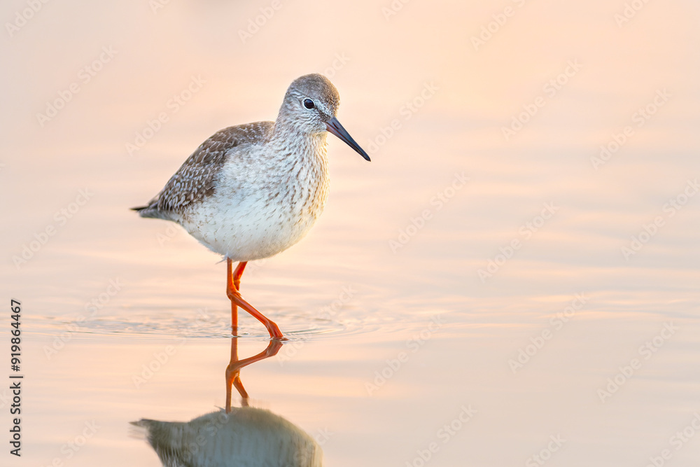 Common Redshank Common Redshank