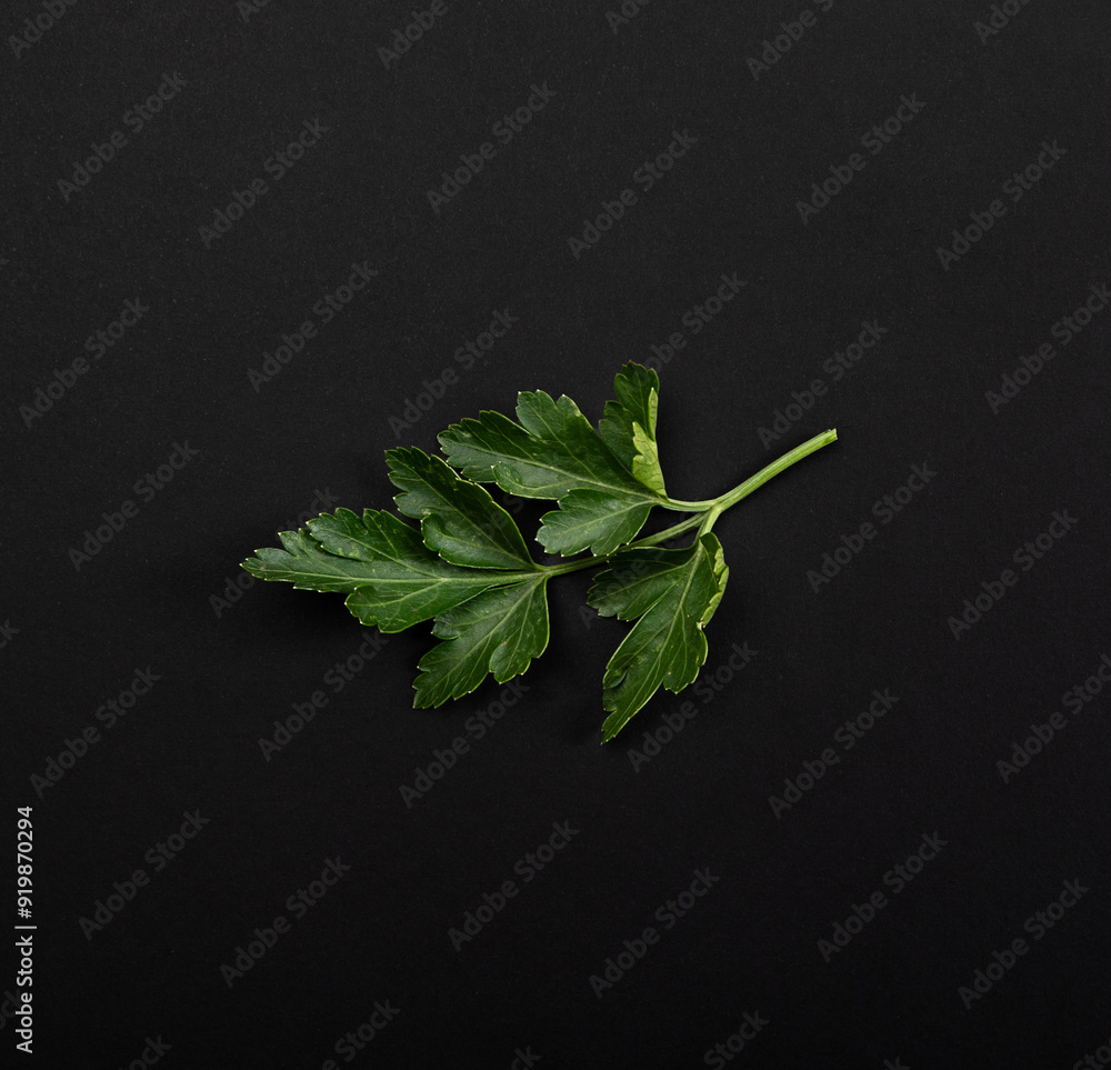 Fresh parsley leaf photographed on a black background Fresh parsley leaf photographed on a black background