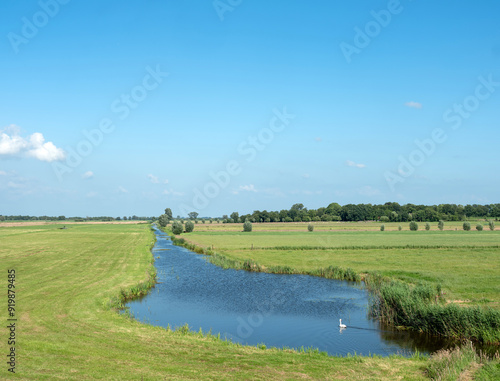 swan in national park weerribben wieden on sunny summer day in dutch province of overijssel photo