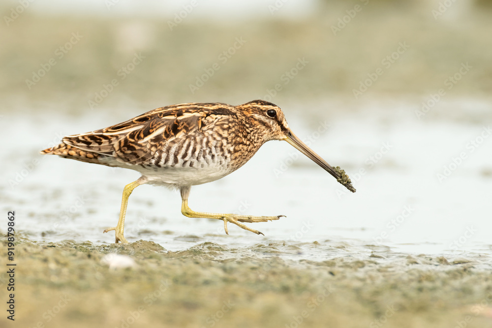 Obraz premium Common Snipe