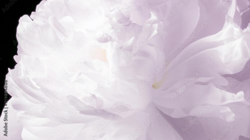 Time Lapse of a Delicate White Peony Opening - Close-Up for Romance and Love Confessions Time Lapse of a Delicate White Peony Opening - Close-Up for Romance and Love Confessions