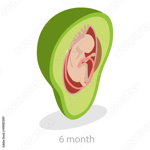 3D Isometric Flat Vector Illustration of Embryo Monthly Growth Stages, Human Fetus Development. Item 9