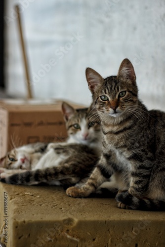 Street cats in the port of Istanbul, Turkey. photo