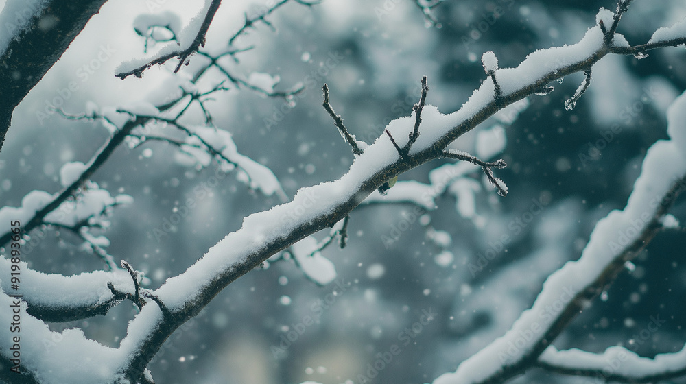 Obraz premium old tree branches covered in light snow