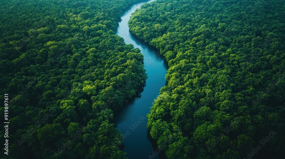 Aerial View of a Winding River Through a Lush Forest Aerial View of a Winding River Through a Lush Forest