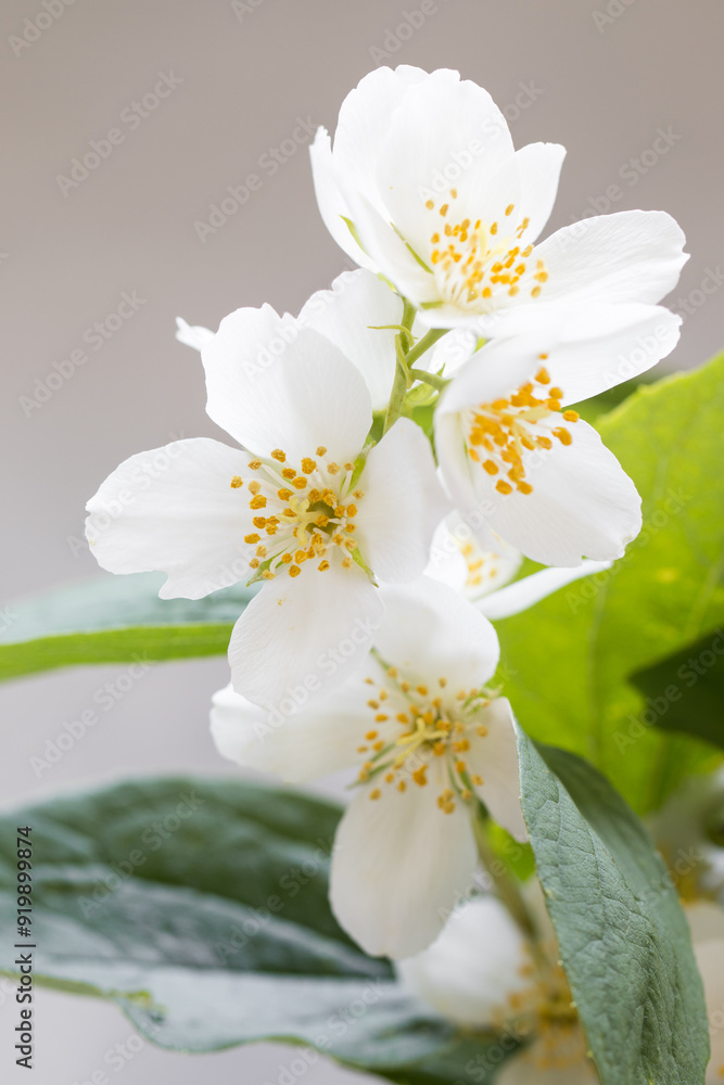 Obraz premium Jasmine flower. Close-up. Light grey background. Beauty in nature.