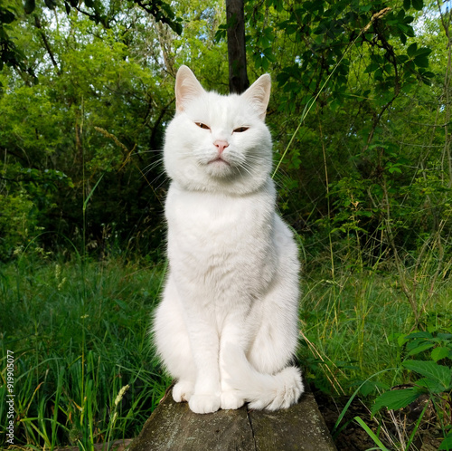 White cat sitting gracefully on a log in a vibrant green forest during daylight