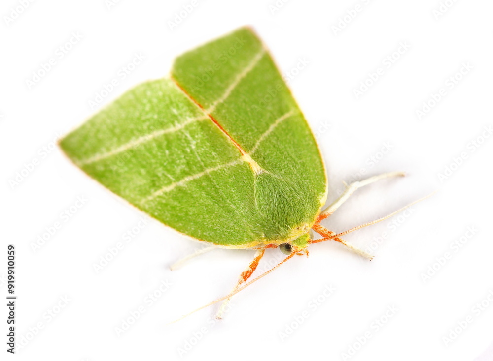Pseudoips prasinana, green silver-lines moth isolated on white Pseudoips prasinana, green silver-lines moth isolated on white