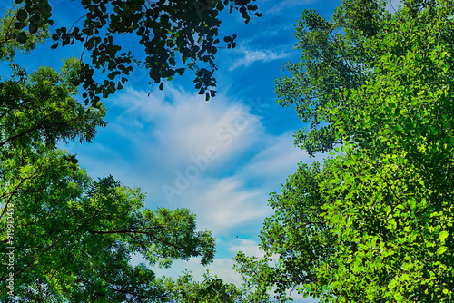 Poznań, Cybina Valley, crowns of tall trees against the sunny sky